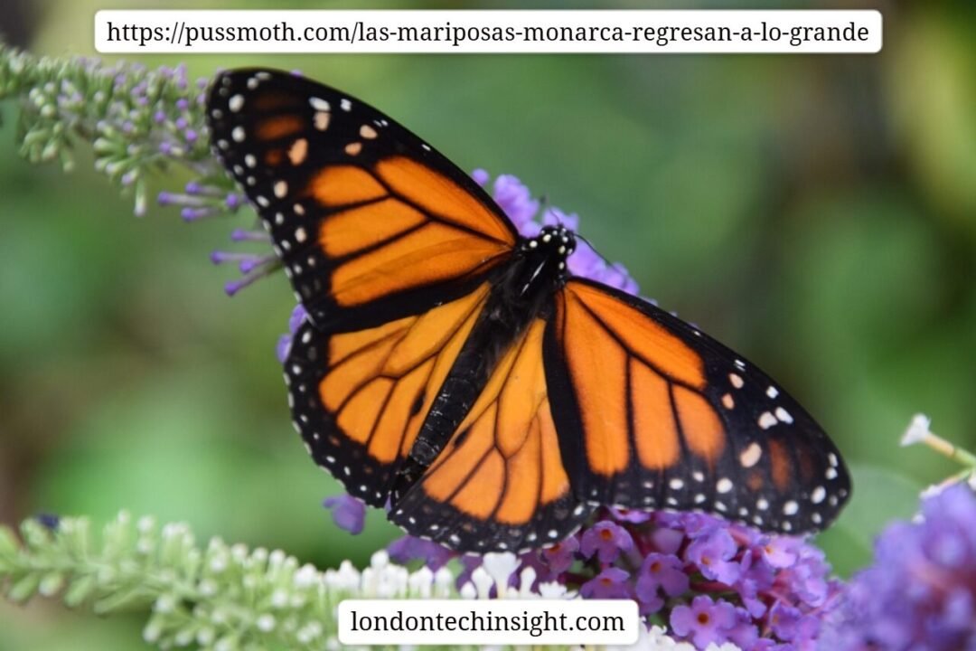 https://pussmoth.com/las-mariposas-monarca-regresan-a-lo-grande
