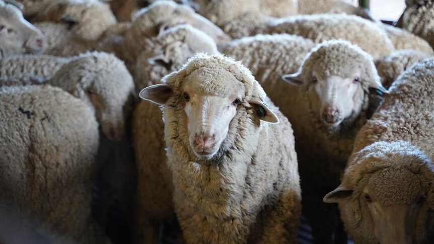sheep on a19 wolviston