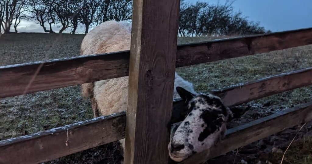 sheep on a19 wolviston